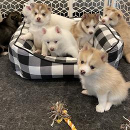 Pomsky Puppies from Goodness Gracious Pomskies