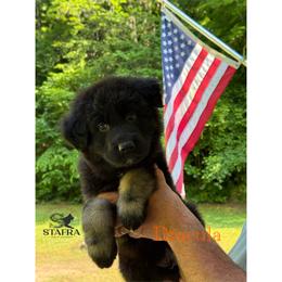 Orange collar - Bi-color male German Shepherd puppy in Anderson, South Carolina from StaFra German Shepherd Dogs