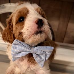 Charming - Red  male Goldendoodle puppy in Bradenton, Florida from Christianna’s Mini Goldendoodles