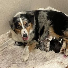 Charlie - Australian Shepherd