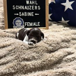 Sabine - Parti female Miniature Schnauzer puppy in Littleton, Colorado from Wahl 2 Wahl Schnauzers