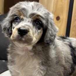 Hazel - Blue merle female Toy Australian Shepherd puppy in La Grande, Oregon from Larsen's Toy Aussies