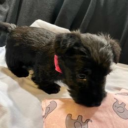 Scottish Terrier Puppies from Moos Scotties