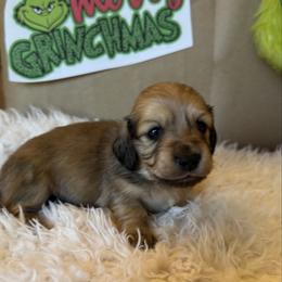Puppy 4 - Cream male Dachshund puppy in Perryville, Maryland from Heavenly Heritage Dachshunds and Doods