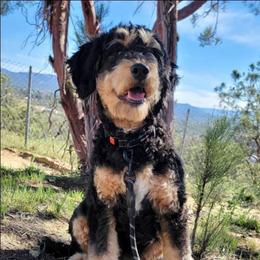 Shenandoah - Bernedoodle