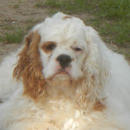 Ariel, call name Skeeter  - Cocker Spaniel