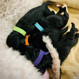 Blue Collar Boy - Blue male Bedlington Terrier puppy in Leesburg, Virginia from LAMZ Bedlington Terriers