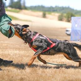 Beauceron All Grown Up from Feu de l'Âme Beaucerons