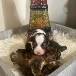 Yorkshire Terrier Puppies from Pam's Yorkies