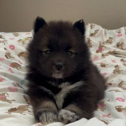 Ginny - Black female Pomsky puppy in Plano, Texas from Bowtique Pomskies