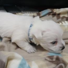 Boy 3 - White male West Highland White Terrier puppy in Morrison, Tennessee from Westies of Morrison