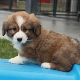 Onyx - Black Collar Male - Sable male Pembroke Welsh Corgi puppy in Victoria, Texas from Clear Creek Corgis