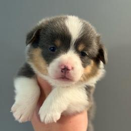 Ira - Bluie Tri - Black and tan male American Corgi puppy in Anderson, California from Flying K Corgis