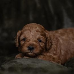 Goddrick - Red male Cavapoo puppy in Kalamazoo, Michigan from Sleeping Bear Kennels