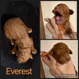 Everest - Red  male Poodle puppy in Mount Vernon, Illinois from AMC Poodles