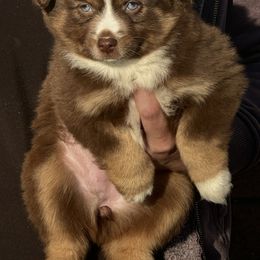 Miniature Australian Shepherd Puppies from Double-P Aussies