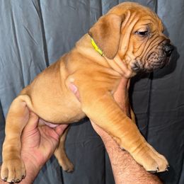 Lime green male - Red male Boerboel puppy in Rockford, Illinois from Adoraboerboels