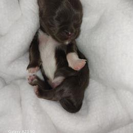 Burton chocolate parti - Chocolate male Shih Tzu puppy in Arcadia, Florida from Kitsune Cuddles and kisses