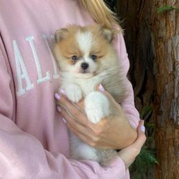 Archie - Cream sable parti male Pomeranian puppy in Citrus Heights, California from Yev and Marina's Pomeranians (AKC)