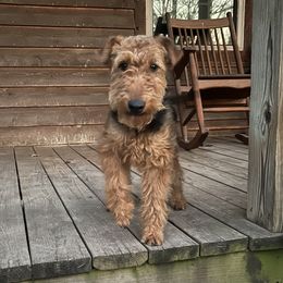 Valkyrie - Welsh Terrier