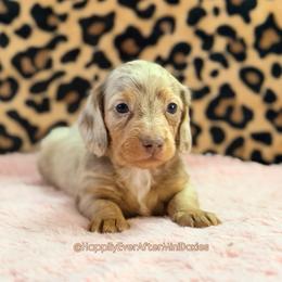 Noodles - Dapple male Dachshund puppy in Robesonia, Pennsylvania from Happily Ever After’s Puppies