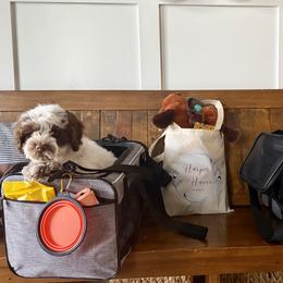 Bernedoodle, Cavalier King Charles Spaniel, Cavapoo, Cockapoo, and Labradoodle Puppies from Harper Haven Doodles