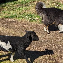 Scottish Collies from Woodpecker Farm