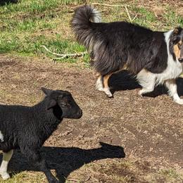 Scottish Collies from Woodpecker Farm