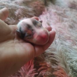 Mortimer - Blue merle white and tan male Collie puppy in Salineville, Ohio from Aryggeth Collies