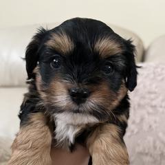 Mal-Shi, Maltese, and Maltipoo Puppies from Joy-fur puppies
