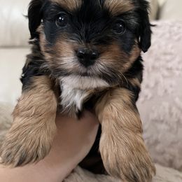 Mal-Shi, Maltese, and Maltipoo Puppies from Joy-fur puppies