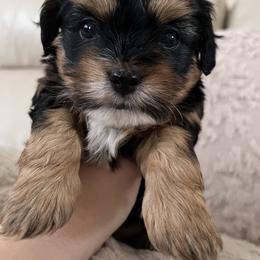 Mal-Shi, Maltese, and Maltipoo Puppies from Joy-fur puppies