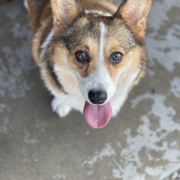 Bri - Pembroke Welsh Corgi