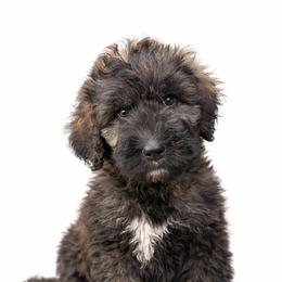 Walker - Parti male Goldendoodle puppy in Warrensburg, Missouri from Supreme Doodles