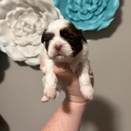Boy 5 - Liver and white male Shih Tzu puppy in Springfield, Missouri from Lopez Family Tails