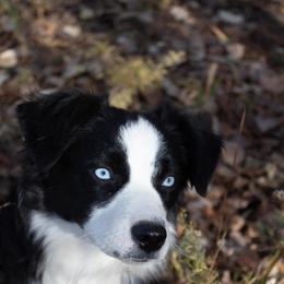 Miniature Australian Shepherd puppies from Iron Spirit Homestead & Aussies