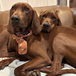 Redbone Coonhound Puppies from Reedy Creek Redbones