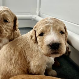 Goldendoodle Puppies from Hilltop Goldendoodles
