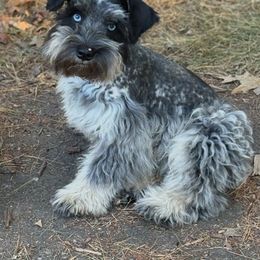 Miniature Schnauzer Puppies from Valley View schnauzers
