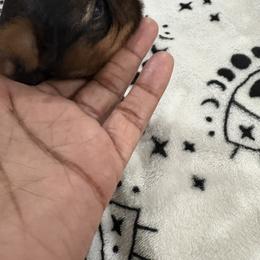Mink - Black and tan male Yorkshire Terrier puppy in Tempe, Arizona from Kissable baby face yorkies