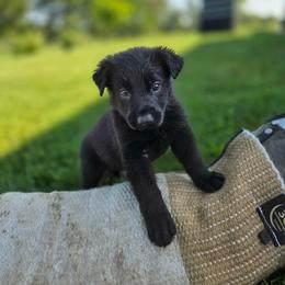 Purple K von Charry - Black female German Shepherd puppy in Midway, Kentucky from Von Charry German Shepherd’s