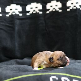 Ganon - Blue fawn male American Staffordshire Terrier puppy in Hohenwald, Tennessee from AptiBull Terriers