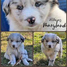 (4) Plume - Blue merle female Miniature Australian Shepherd puppy in Huntington, Texas from JKKJ Farms