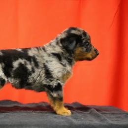 Brown - Harlequin male Beauceron puppy in Batavia, New York from Oakland Beaucerons