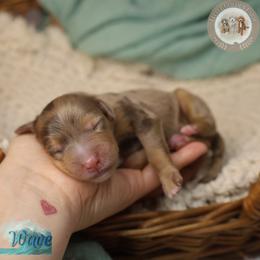 Wave - Chocolate merle male Bernedoodle puppy in Fort Myers, Florida from Little Golden Farm