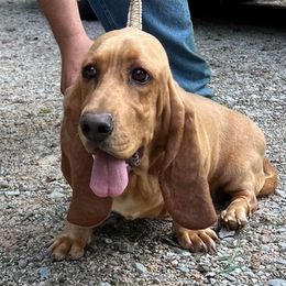 Basset Hounds from Bryant Bassets