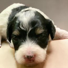 Jazz - Parti male Schnoodle puppy in Kentucky from Mrs Bs Teeny Schnauzers & Doodles
