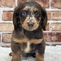 Daphne - Dapple female Dachshund puppy in Industry, Illinois from KDKs Kennels