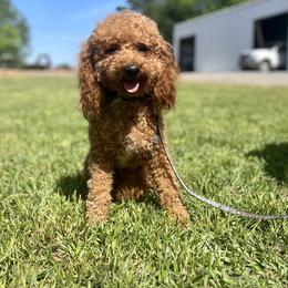 Rudy - Poodle