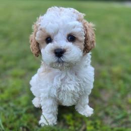 Forrest - male Cavapoochon puppy in Bullard, Texas from Cavapoochon Central LLC